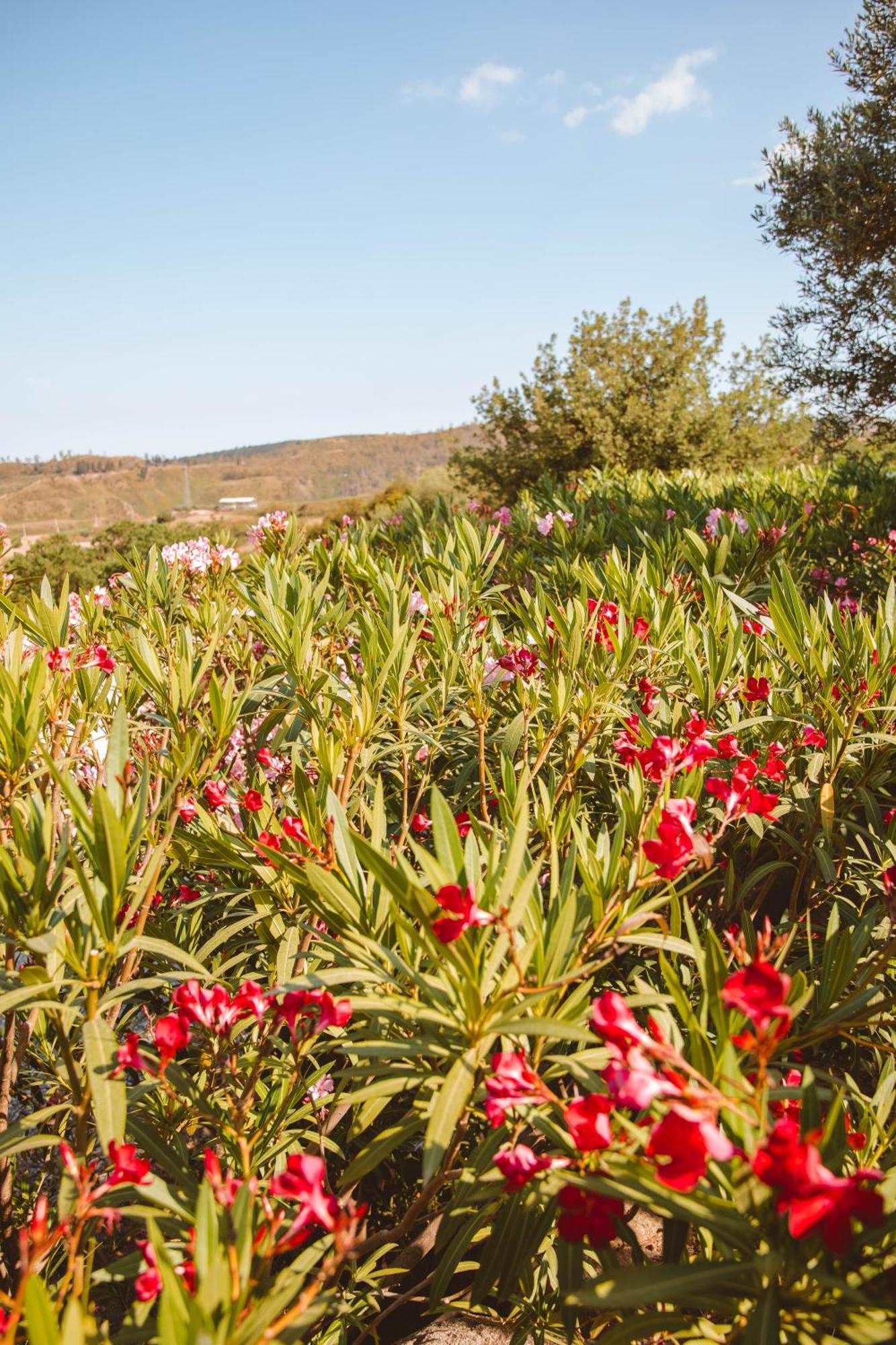 Calami - Villa Romeo - Private Apartments With Pool, Seaview & Olive Grove Santa Caterina Dello Ionio Marina Eksteriør bilde